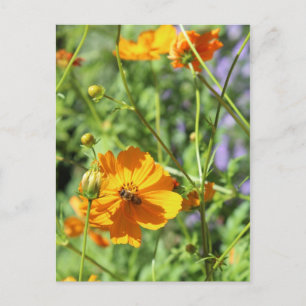 Marigolds # 6 postcard
