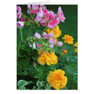 Marigolds and Geranium