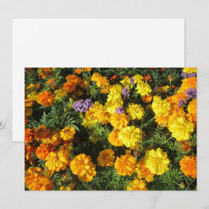 Marigolds Holiday Card
