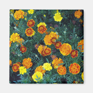 Marigolds Magnet