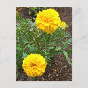 Marigolds Postcard