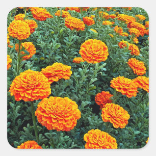 Marigolds Square Sticker