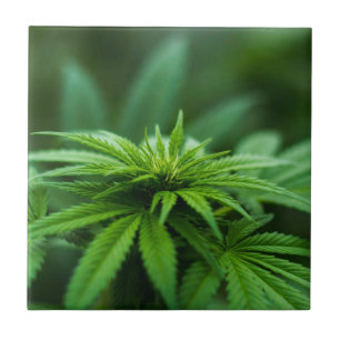 Marijuana Ceramic Tile
