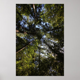 Marin County, California forest Poster