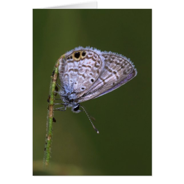 Marine Blue Butterfly (Front)