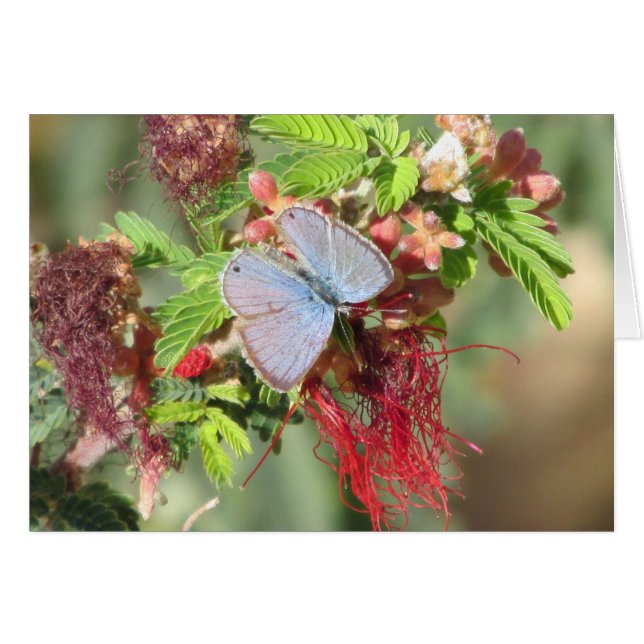 Marine Blue Butterfly (Front Horizontal)
