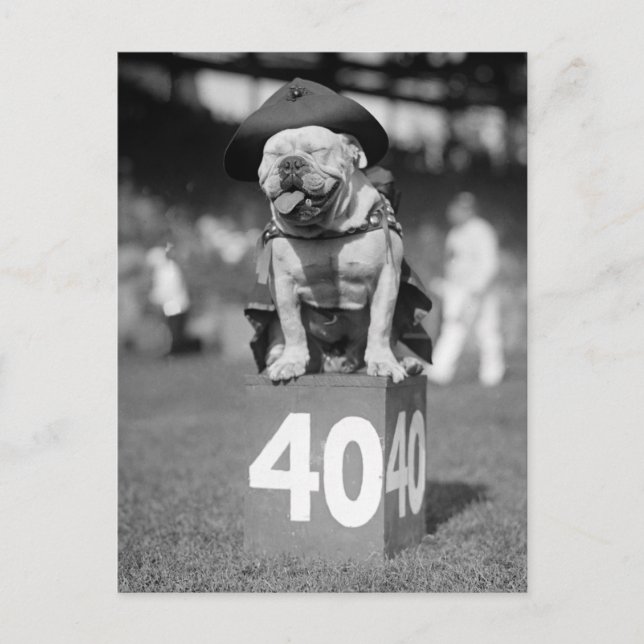 Marine Corps Mascot, 1920s Postcard (Front)