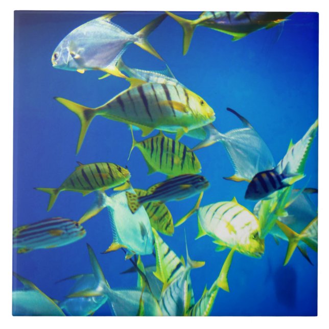 Marine Fish of Yellow with Black Stripes Ceramic Tile (Front)