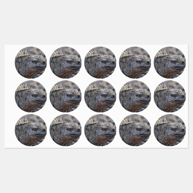 Marine Iguana (Sheet)