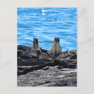 marine iguana backs postcard