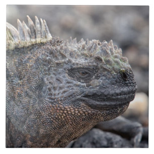 Marine Iguana Ceramic Tile