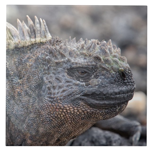 Marine Iguana Ceramic Tile (Front)