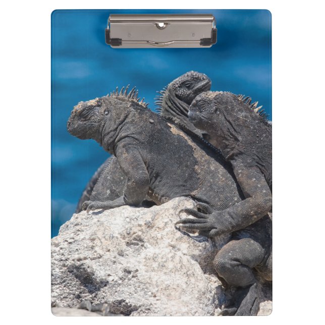 Marine Iguana Clipboard (Front)