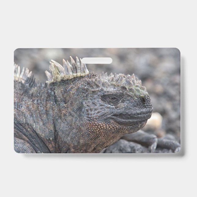 Marine Iguana ID Badge (Front)