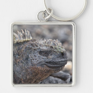 Marine Iguana Key Ring