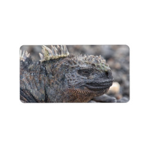 Marine Iguana Label