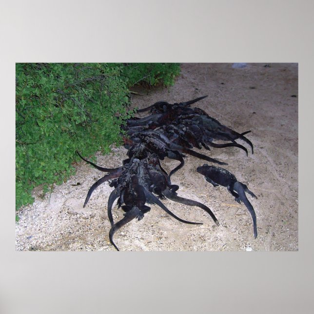 Marine Iguana Pile Poster (Front)
