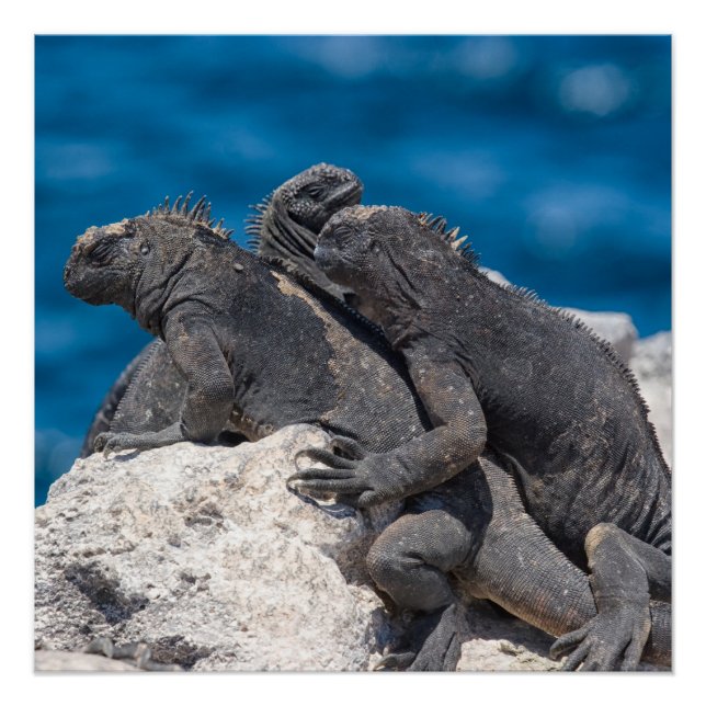 Marine Iguana Poster (Front)
