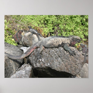 Marine Iguana Poster