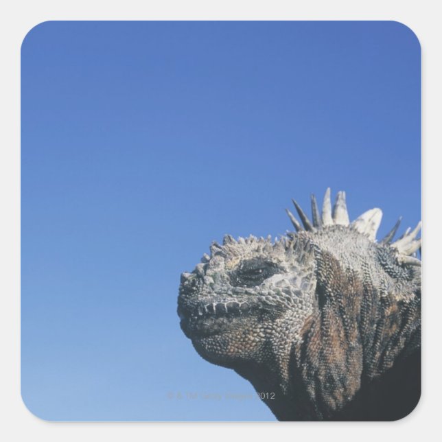 Marine Iguana Square Sticker (Front)