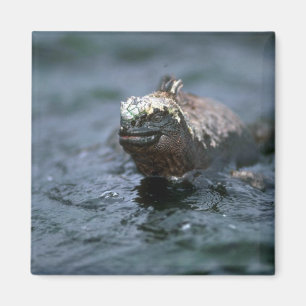 Marine Iguana Swimming Out To Feed Magnet