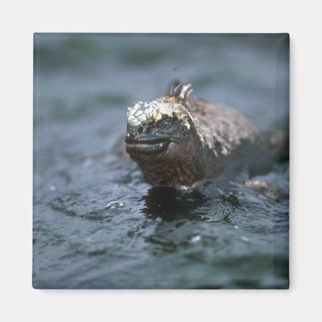 Marine Iguana Swimming Out To Feed Magnet (Front)