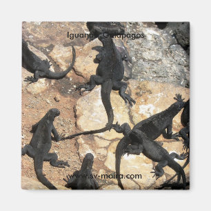 Marine Iguanas, Islas las Plazas, Galapagos Magnet