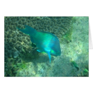 Marine Life