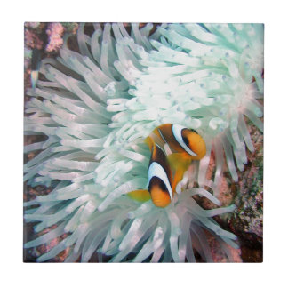 Marine Life Ceramic Tile