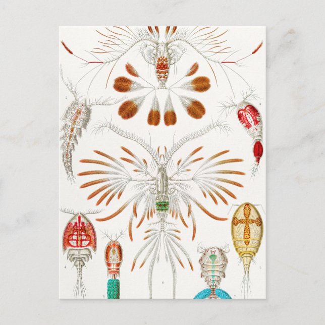 Marine Life Crustaceans, Copepoda by Ernst Haeckel Postcard (Front)