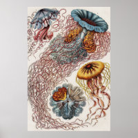 Marine life illustration - Ernst Haeckel Poster