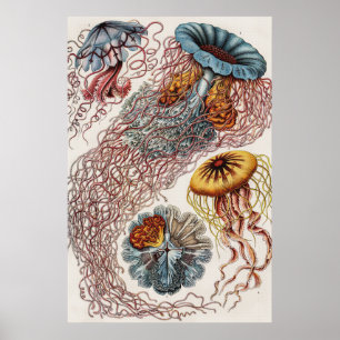 Marine life illustration - Ernst Haeckel Poster
