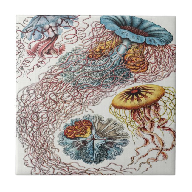 Marine life illustration - Ernst Haeckel Poster Ceramic Tile (Front)
