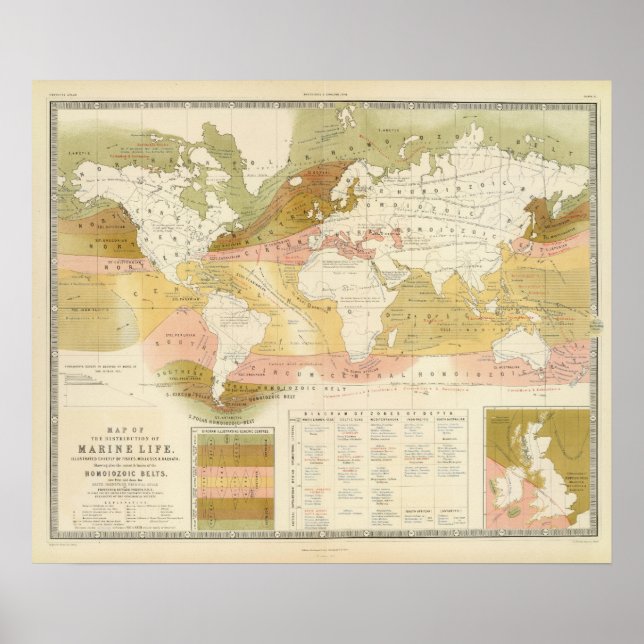 Marine life poster (Front)