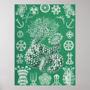 Marine Life Thuroidea Gurkensterne by Ernst Haecke Poster