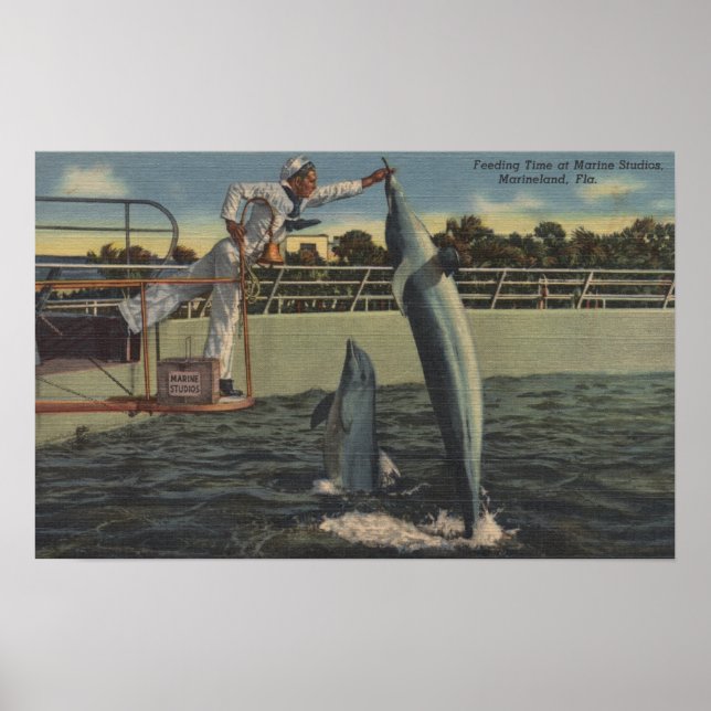 Marineland, Florida - View of Feeding Porpoises Poster (Front)