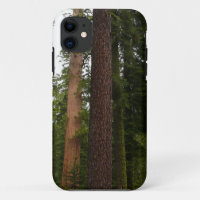 Mariposa Grove in Yosemite National Park