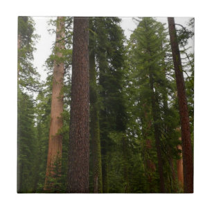Mariposa Grove in Yosemite National Park Ceramic Tile