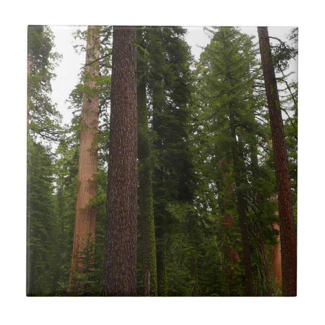 Mariposa Grove in Yosemite National Park Ceramic Tile (Front)