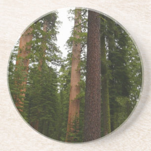 Mariposa Grove in Yosemite National Park Coaster