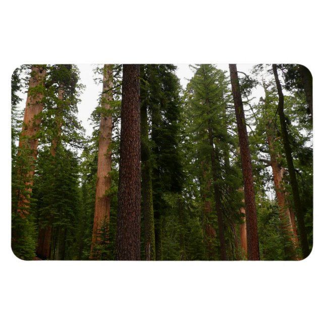 Mariposa Grove in Yosemite National Park Magnet (Horizontal)