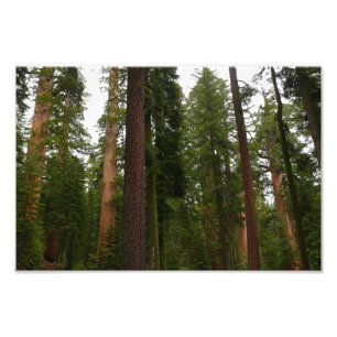 Mariposa Grove in Yosemite National Park Photo Print
