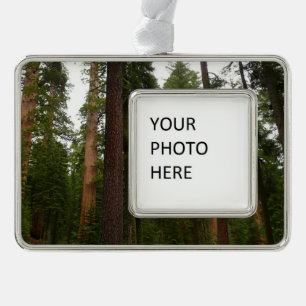 Mariposa Grove in Yosemite National Park Silver Plated Framed Ornament