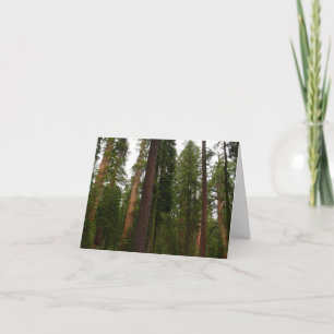Mariposa Grove in Yosemite National Park Thank You Card