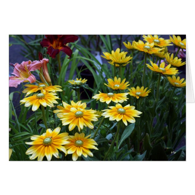 Market Bouquet, Sieze the Daisies (Front Horizontal)