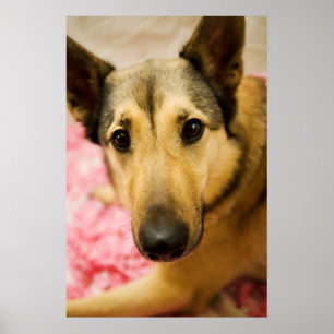 Marley Cherry Blossom Pedals Poster