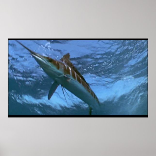 Marlin wild poster (Front)