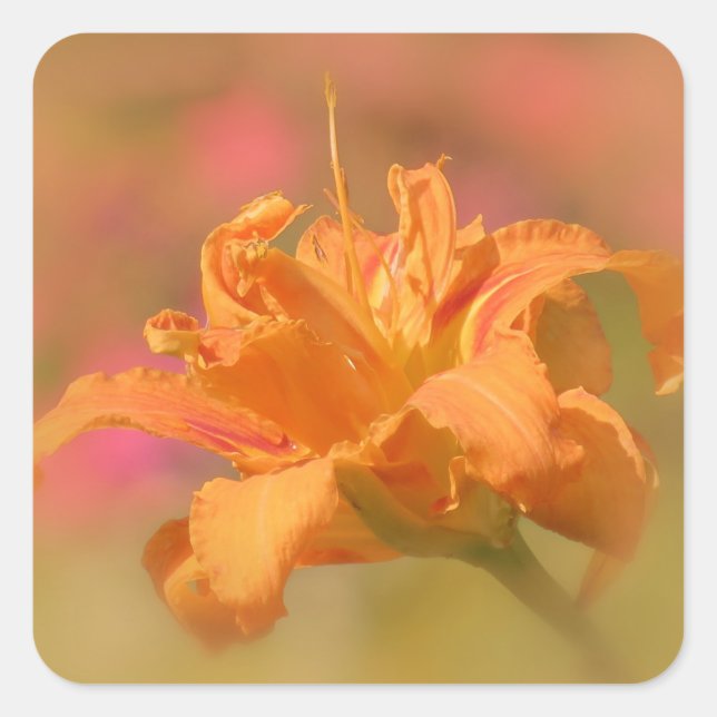 Marmalade - Daylily Square Sticker (Front)