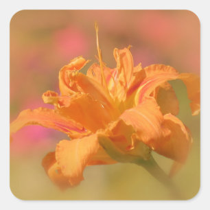 Marmalade - Daylily Square Sticker