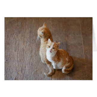 Marmalade kittens sitting pretty